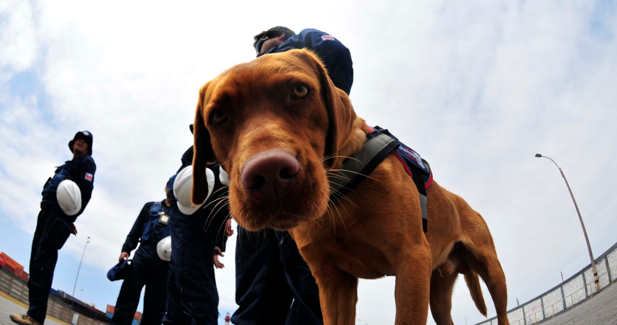 Perro detector frustró viaje de hombre que intentaba llegar a Chaitén con más de 2 kilos de marihuana
