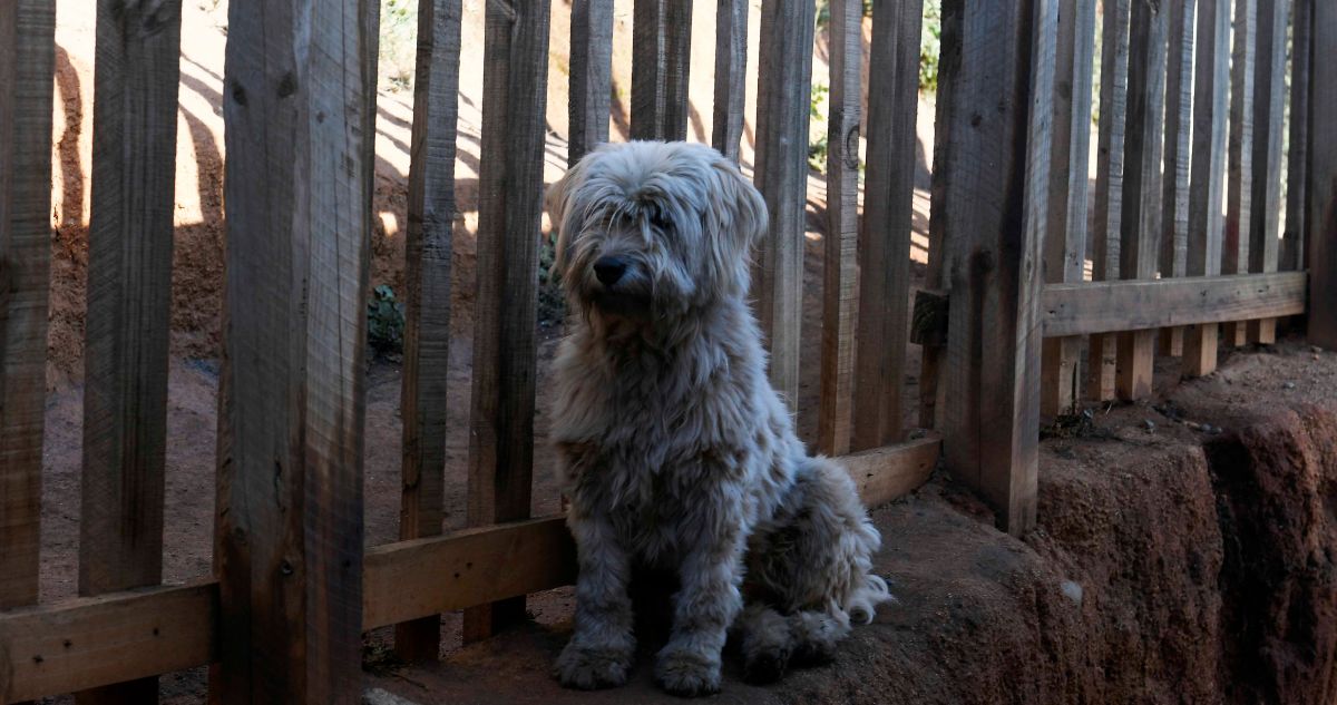Contraloría ordena a municipios tomar acciones para prevenir abandono de mascotas en desalojo de tomas