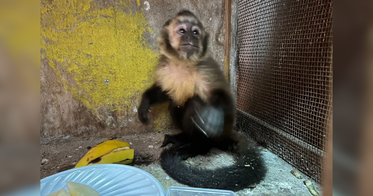 mono capuchino antofagasta