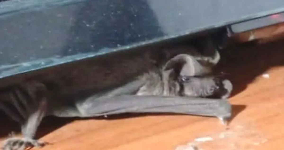 Vecinos de Las Compañías en La Serena denuncian plaga de murciélagos en viviendas: “Podrían ser más”