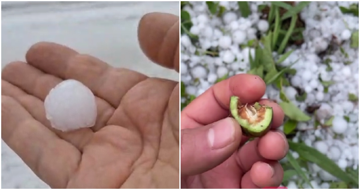 Pérdida de pequeños agricultores por granizos en Loncoche