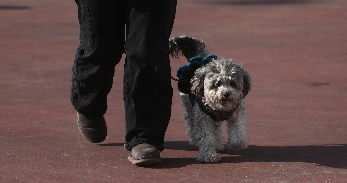 Así funcionaría el permiso laboral por muerte de una mascota, si se aprueba en el Senado