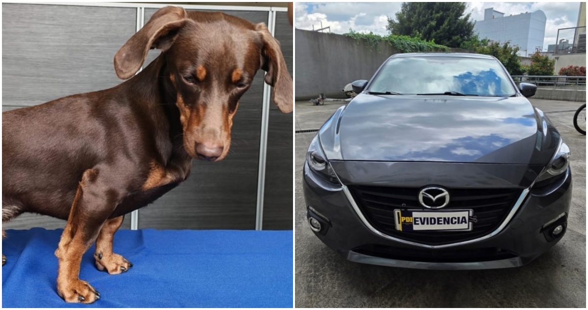 Recuperan perro y auto con encargo por robo