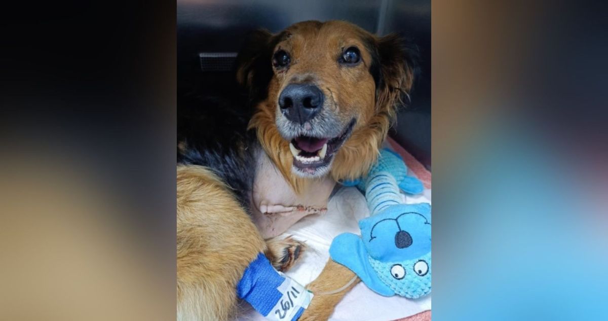 Denuncian maltrato animal en Temuco: perro fue hallado junto a vía férrea y con extremidades amputadas