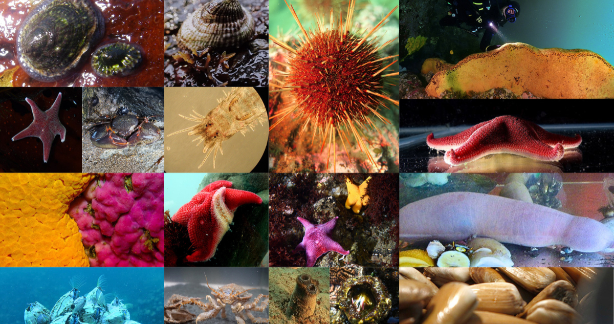 Foto del Proyecto 1000 Genomas