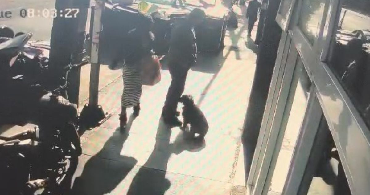 Independencia presenta querella por maltrato animal tras agresión a mascota en plena vía pública