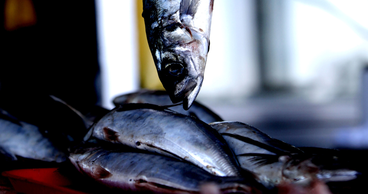 Maribel Fornerod | Agencia Uno