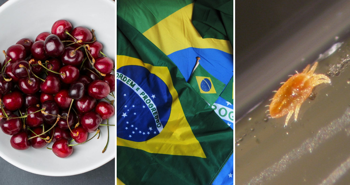 SAG: La exportación de cerezas chilenas a Brasil sigue con normalidad tras hallazgo de carga con plaga