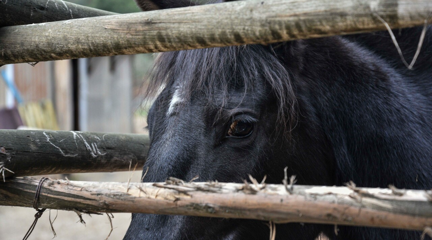 Detienen a presuntos responsables de secuestro en La Araucanía: acusaron a la víctima de robar caballo