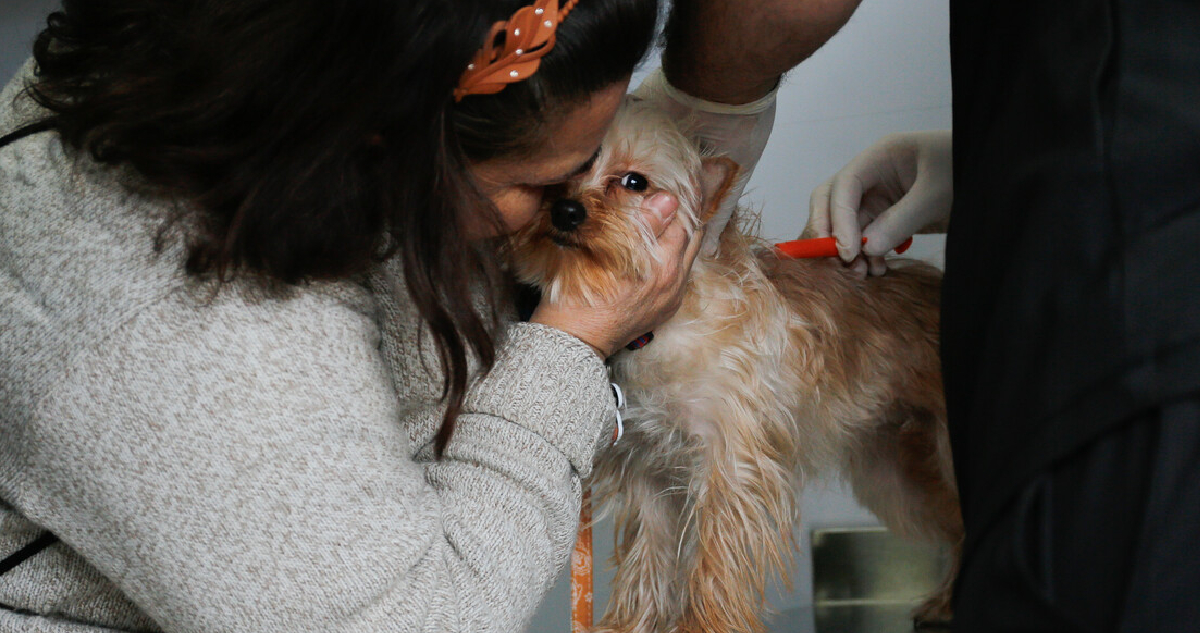 Sernac fiscaliza veterinarias en todo Chile: advierte multas de hasta $21 millones por cada infracción