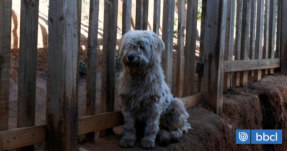 Contraloría ordena a municipios adoptar medidas para prevenir el abandono de mascotas durante desalojos: un desafío entre la protección animal y la gestión municipal