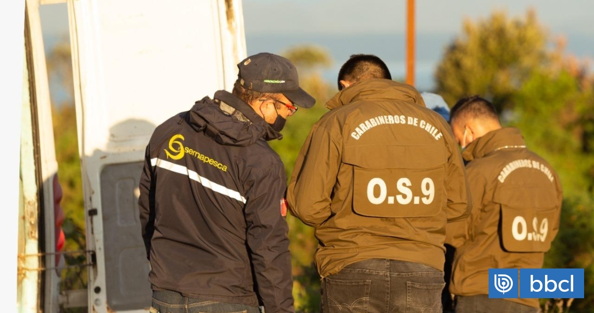 Región de Los Lagos: prisión preventiva para nuevo imputado por asalto a camiones con salmones