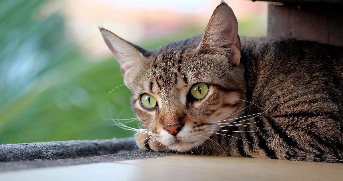 Suprema da portazo a Carozzi y rechaza demanda por frase "8 de cada 10 gatos prefieren Whiskas"