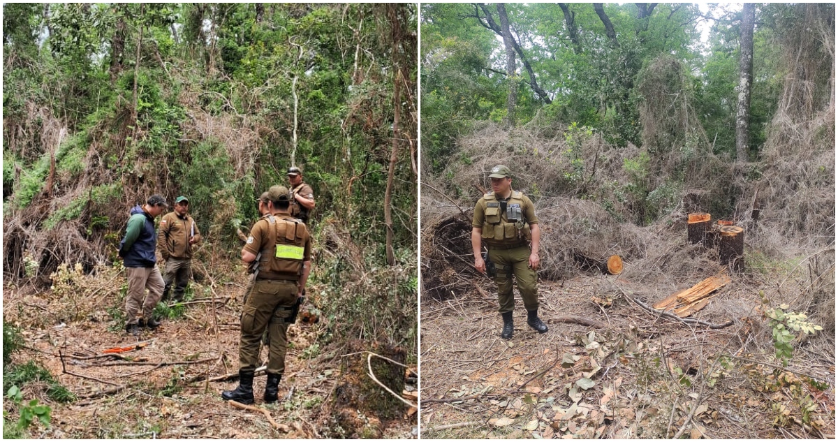 Tala ilegal de bosque nativo Parque Nonguén 