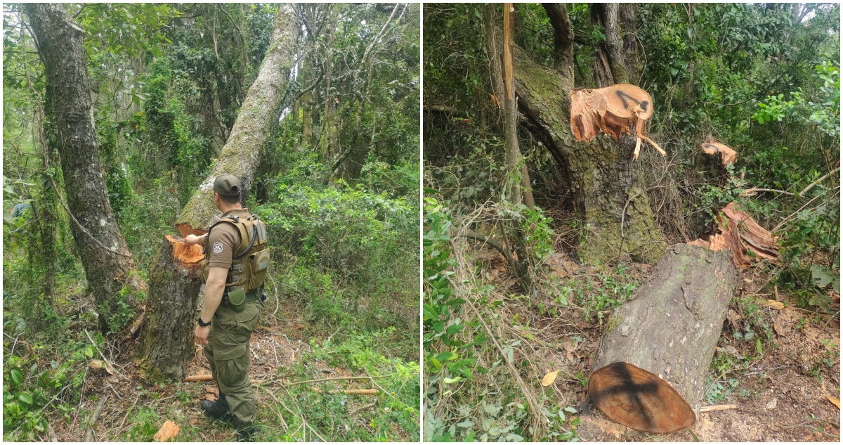 Tala ilegal de bosque nativo en Parque Nacional Nonguén en Chiguayante