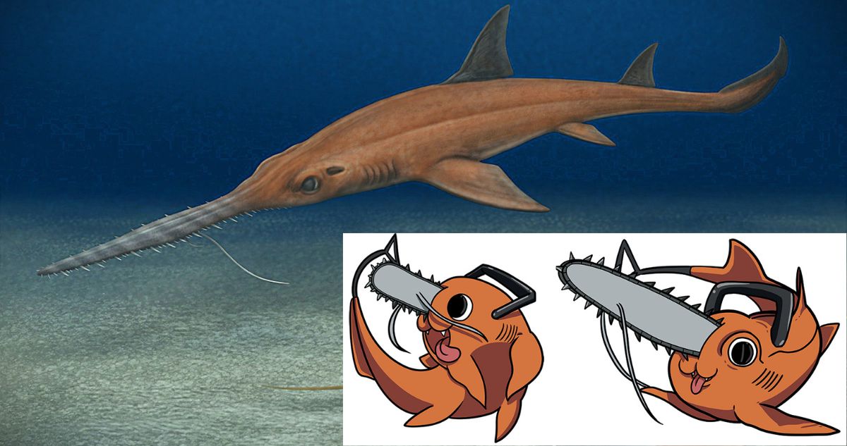 Tiburón “Pochita”: nuevo fósil descubierto en Chile es bautizado en honor a persona de “Chainsaw Man”