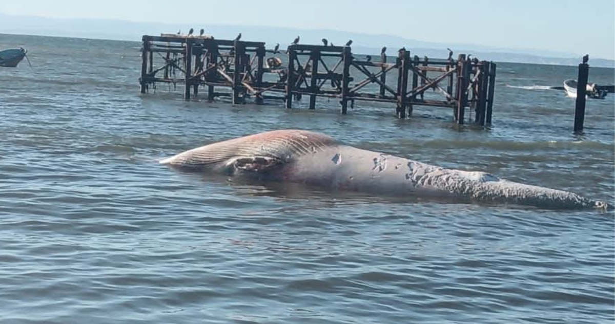 https://media.biobiochile.cl/wp-content/uploads/2025/11/una-ballena-en-un-avanzado-estado-de-descomposicion-varo-en-las-costas-de-la-isla-santa-maria.png