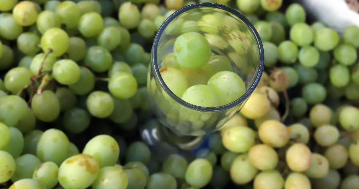 Chile potencia comercio con Brasil con certificación electrónica de productos agrícolas y forestales