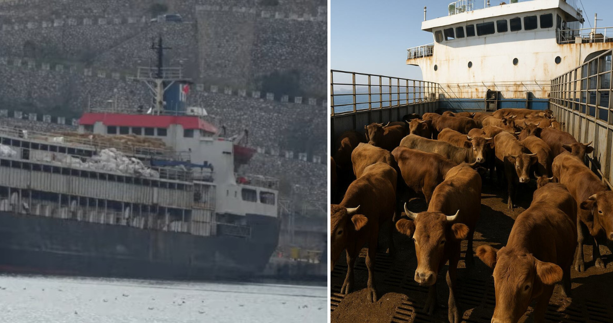 Vacas llevan 2 semanas varadas en Turquía