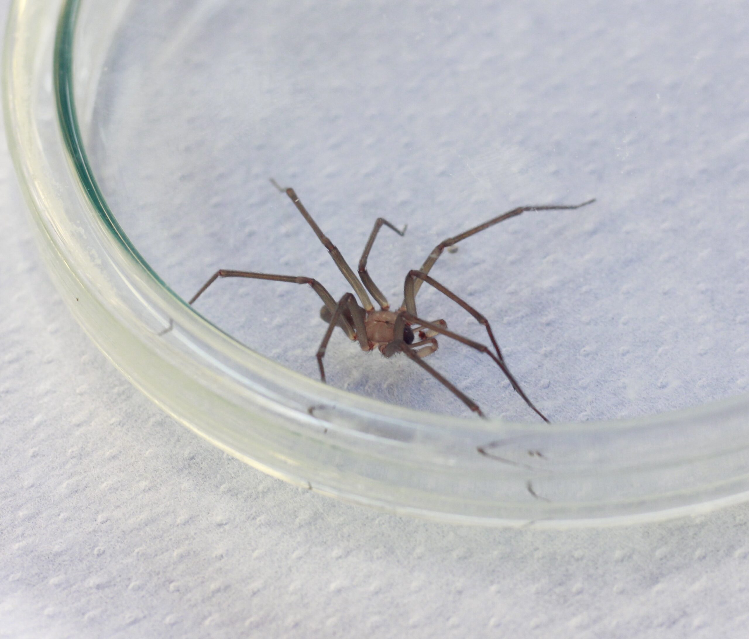 Araña de rincón, el huésped que amenaza tu hogar en verano: cómo reconocerlas y prevenir su aparición