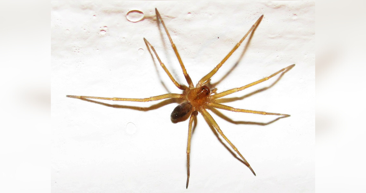 Araña de rincón, el huésped que amenaza tu hogar en verano: cómo reconocerlas y prevenir su aparición