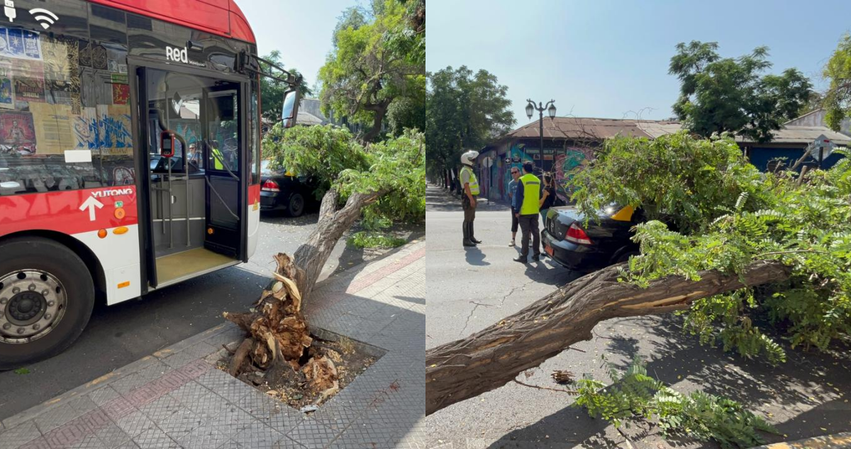 https://media.biobiochile.cl/wp-content/uploads/2025/12/arbol-cae-sobre-taxi-en-via-publica-de-santiago_-bus-red-lo-boto-tras-golpearlo-con-su-espejo.png