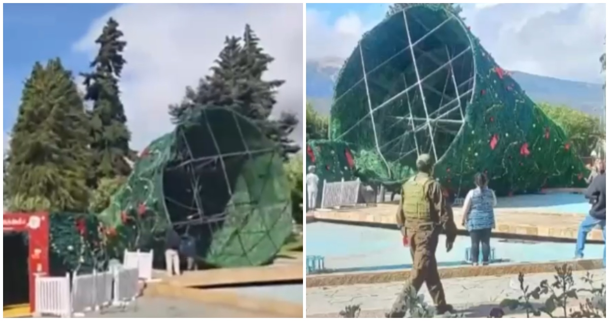 "Algunos piensan que fue el Grinch": La caída de enorme árbol a pocos días de la Navidad en Coyhaique