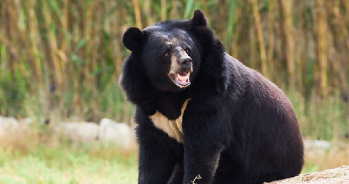 Récord de ataques de oso a la población en Japón