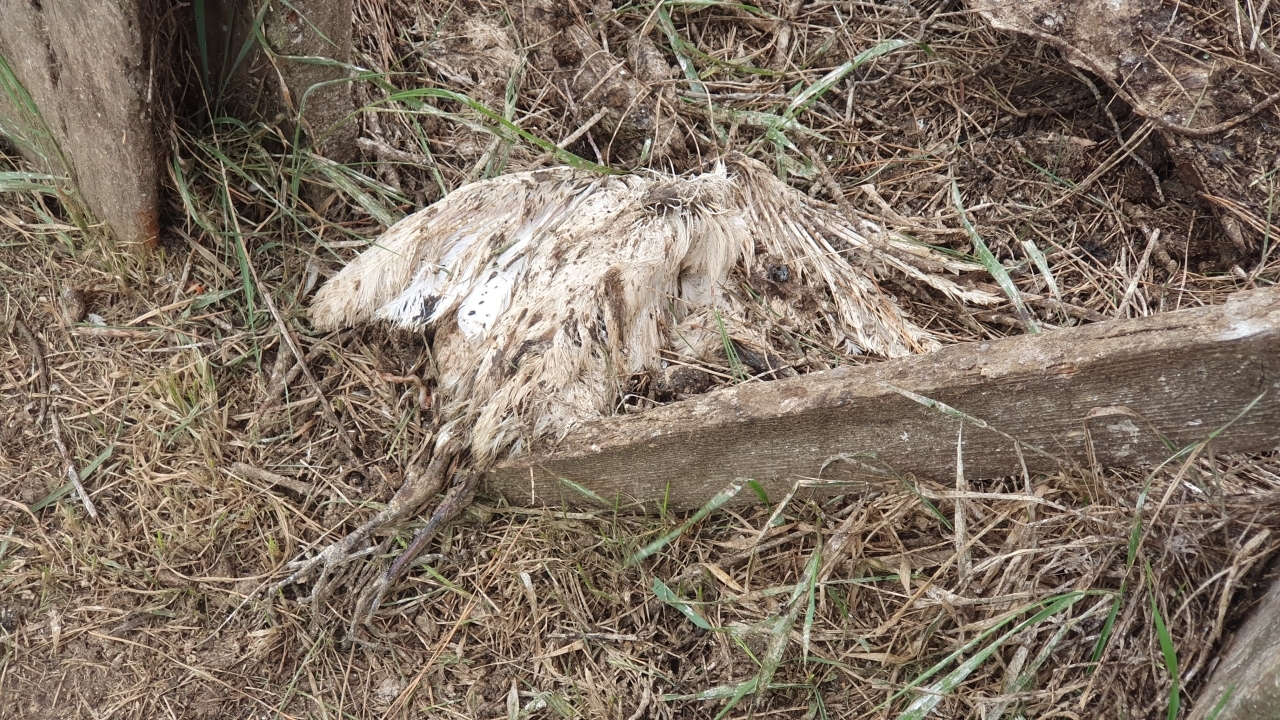 Aves en sector Antilhue
