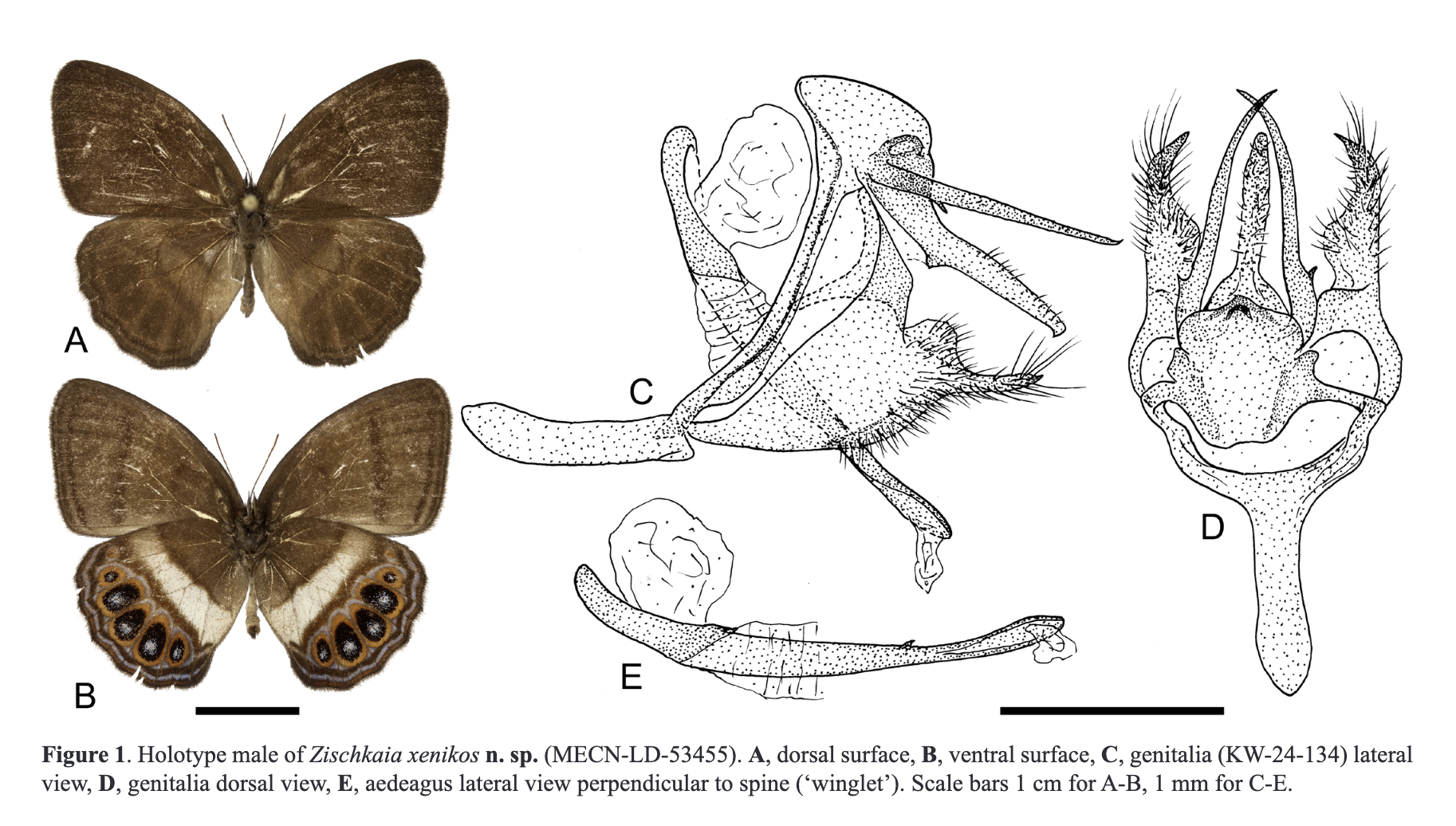Nueva especie de mariposa
