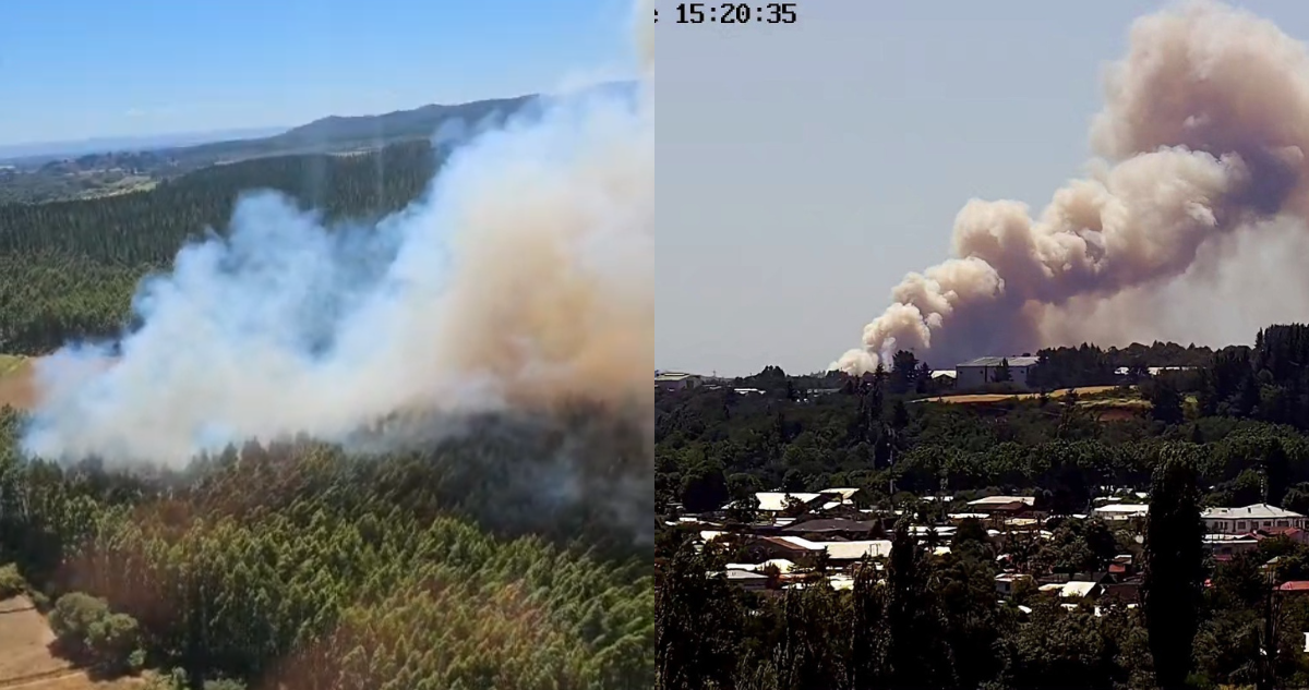 Ordenan evacuar dos sectores en Mulchén a raíz de incendio forestal: se activó Alerta Roja