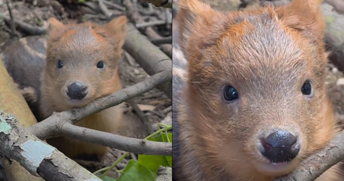 “¿Kid Pudú?” Captan a cría de apenas dos días de vida en Villarrica: pesa menos de un kilo