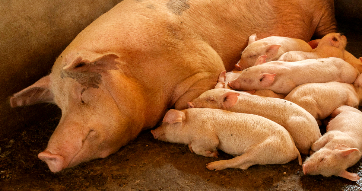 Tras suspensión por peste porcina africana: Productos españoles nuevamente podrán ingresar a Chile