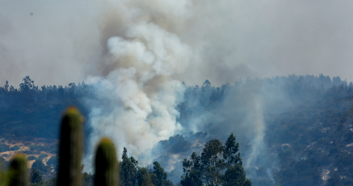 Senapred ordena evacuar sector de Litueche por incendio forestal y declaran Alerta Roja comunal