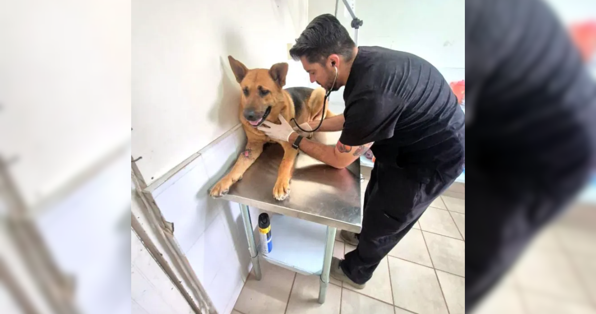 Encuentran a perro con sus patas y hocico amarrado con alambre en Coquimbo