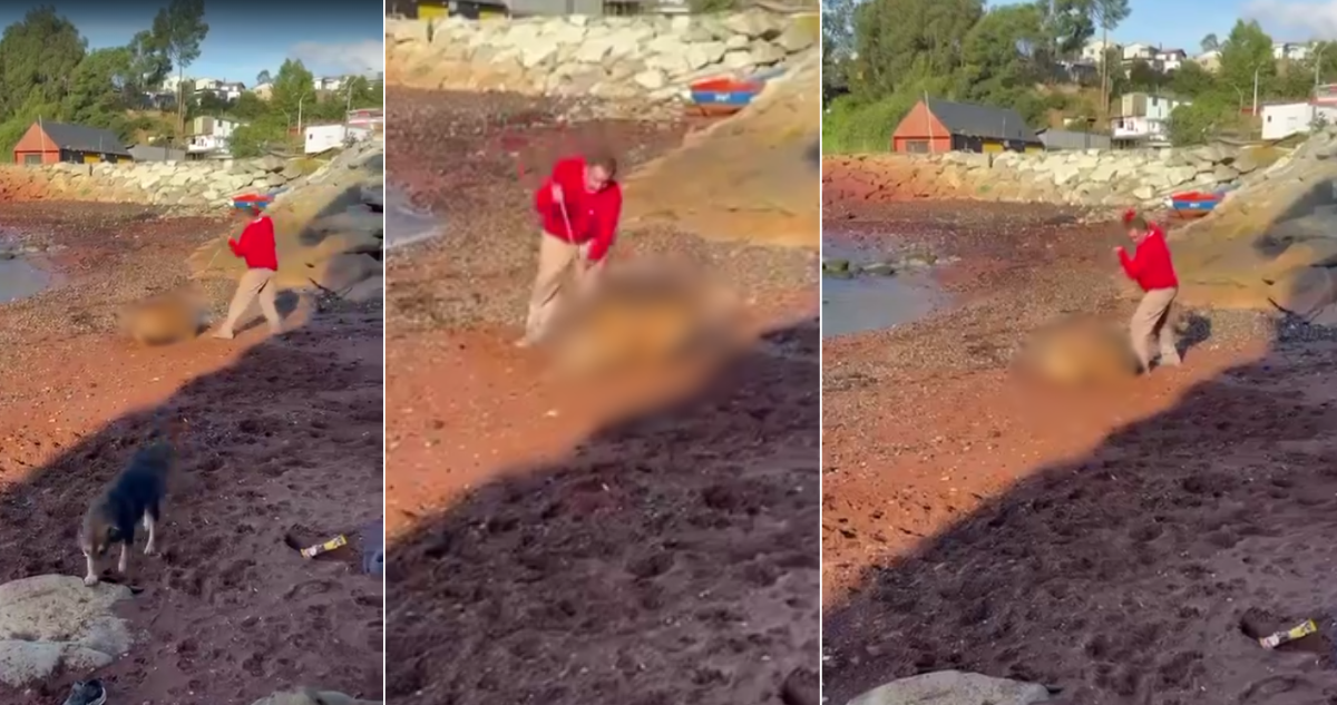 Familia de perra asesinada con arpón en Lota acusa nula presencia de autoridades: imputado quedó libre