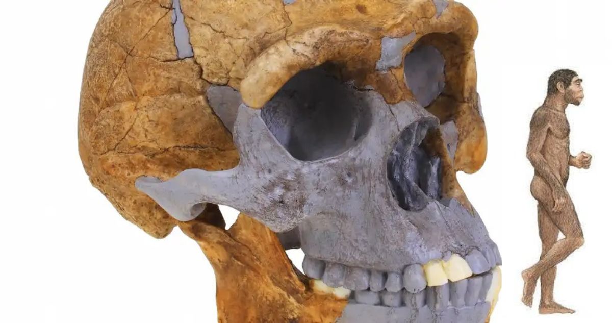 Así sería el rostro de un Homo erectus según una recreación virtual: vivió hace 1,5 millones de años