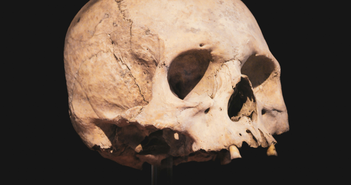 Foto de un cráneo para ilustrar nota sobre los neandertales