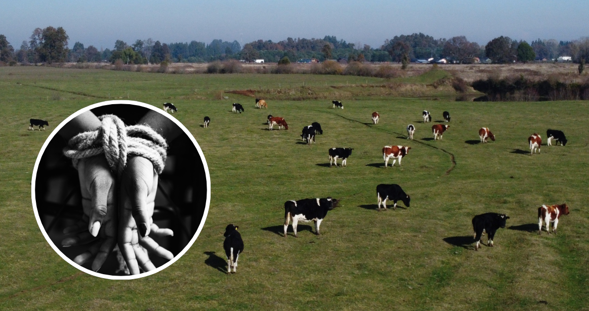 Delincuentes armados amarraron a pareja de cuidadores para robar vivienda y 5 vacunos en Los Ángeles