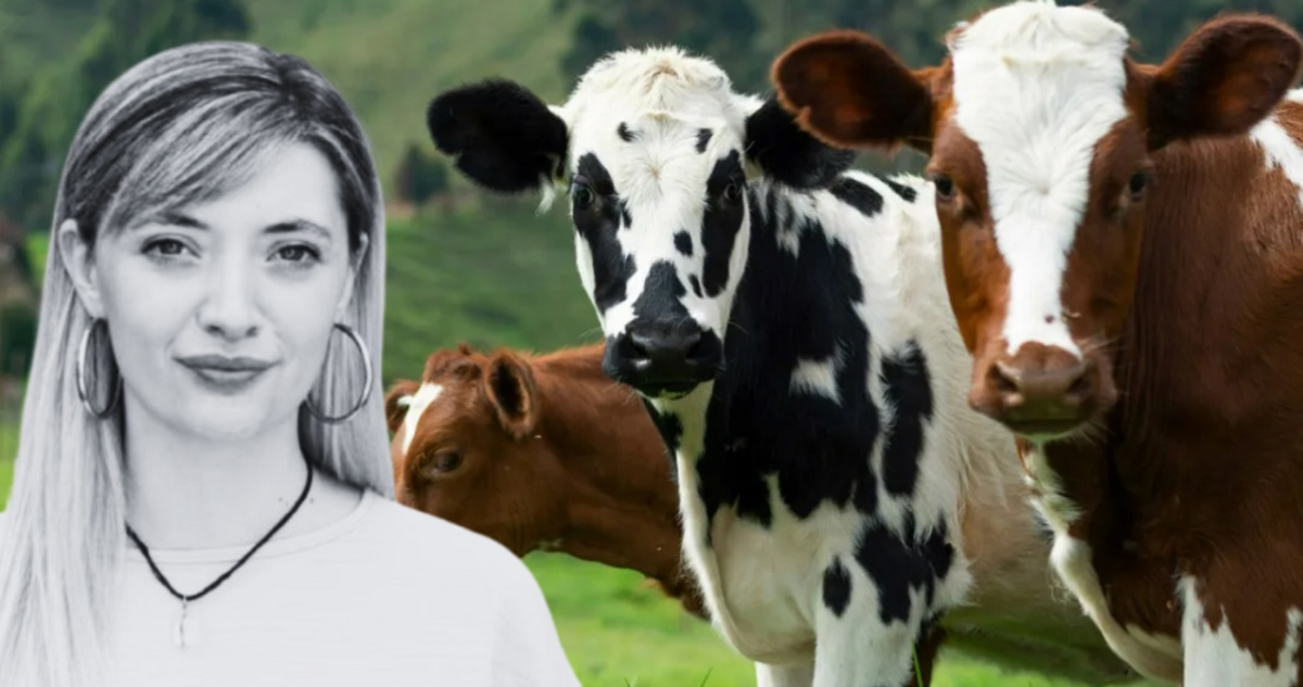 Diputada argentina propone impuesto a las vacas por emitir gases.
