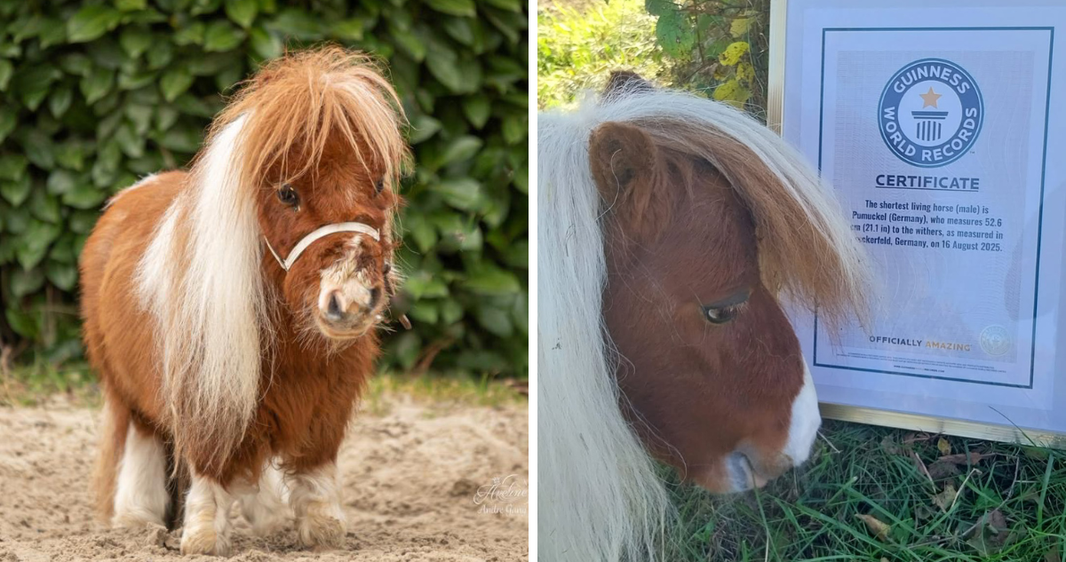 Caballo más pequeño del mundo
