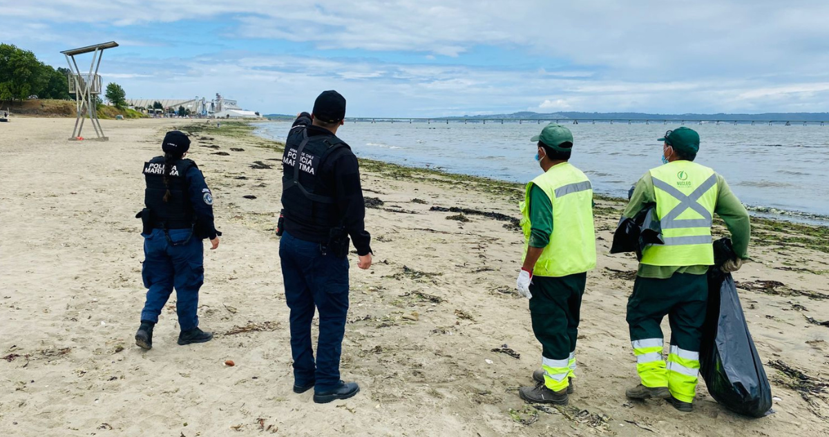 Encuentran cerca de 60 aves en estado de descomposición en borde costero de Penco: serán retiradas