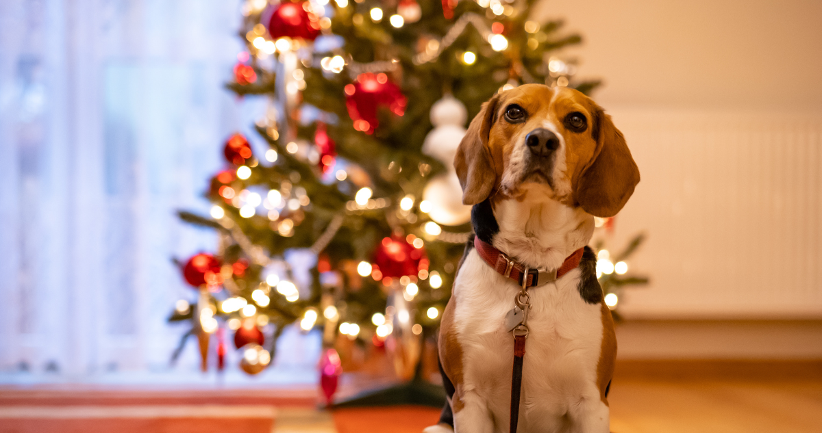 Ante ruidos y calor: cómo evitar que tus mascotas vivan momentos de estrés en fiestas de fin de año