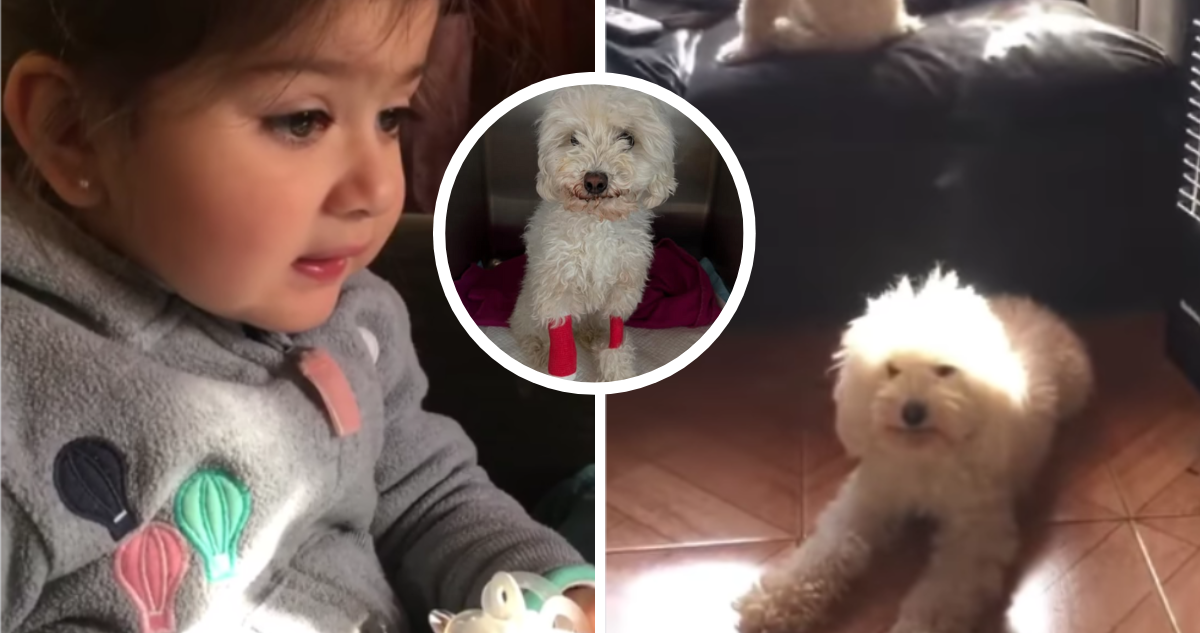 Familia de Blanca, la perrita del viral “sácala de ahí”, pide ayuda tras delicado estado de la mascota