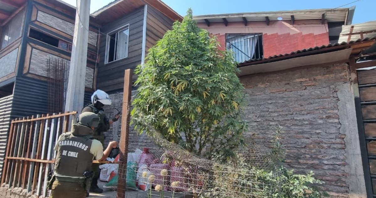Carabineros encuentra una planta de marihuana de tres metros en plena vía pública de San Bernardo