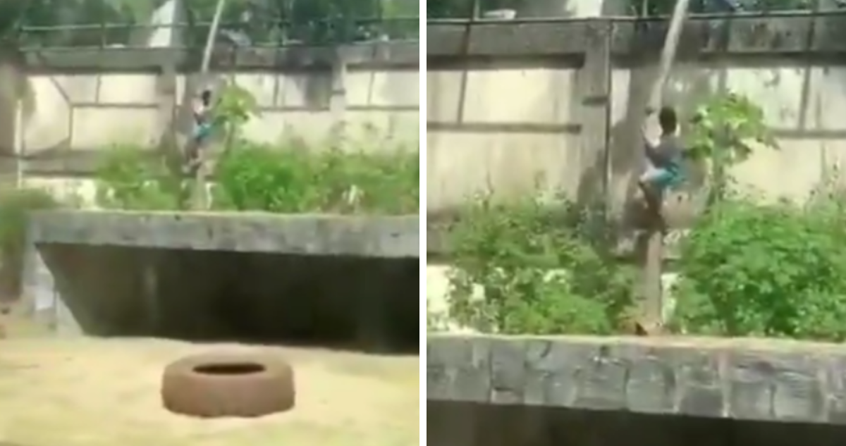 Hombre murió tras invadir recinto de una leona en Brasil