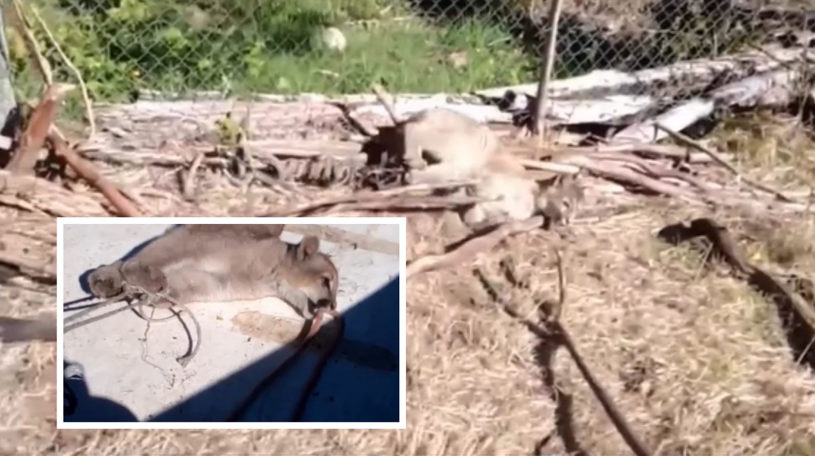 Impacto por registro de video que revela captura y maltrato a un puma en Cochamó: Fiscalía investiga