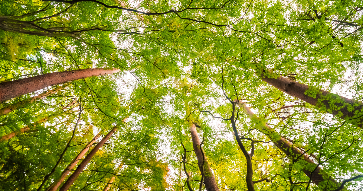 Foto de contexto de árboles