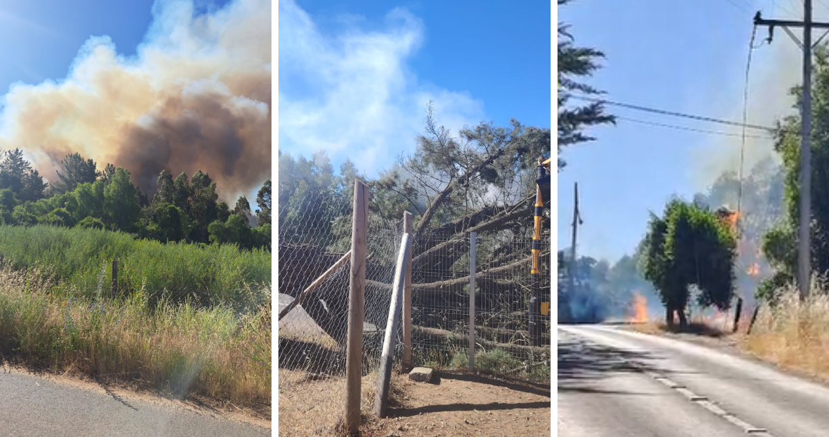 Incendio forestal en sector Rahuil de Florida consume más de 6 hectáreas: viento dificultó su combate