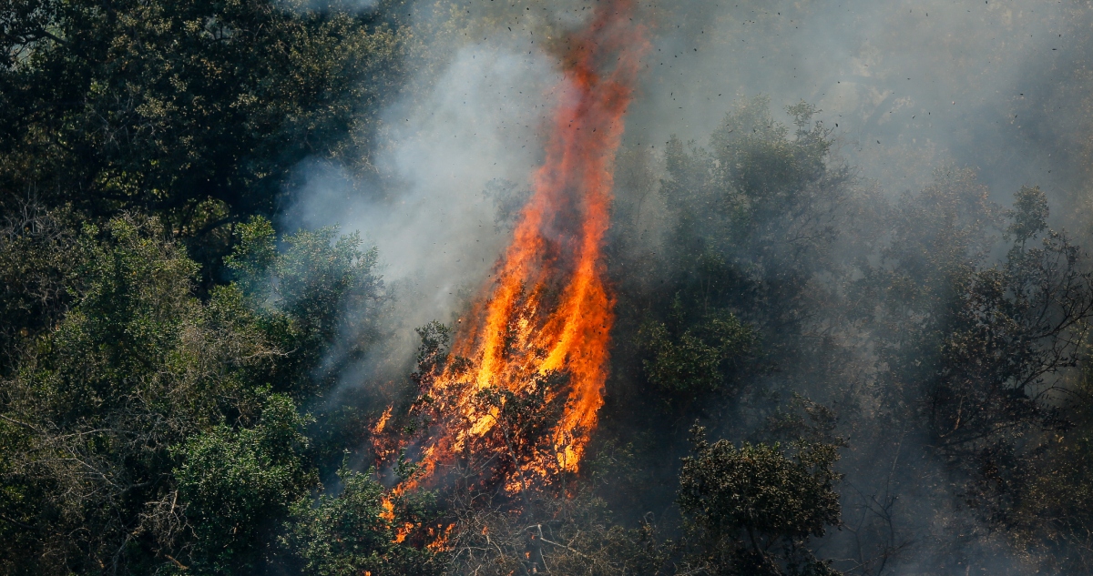 Incendios forestales en el país